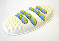 Powerful Reflexology Foot Massage Roller - Excellent to Increase Blood Circulation and Stimulate The Body's Immune System. Rocks Your Foot in This Cradle of Comfort.