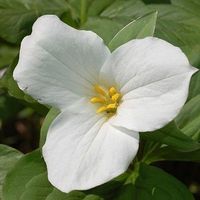5 White Trillium,Wood Lily bulbs-(Trillium graniflorium)