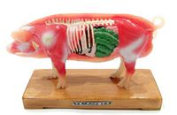 Acupuncture Pig Model (SM-9)