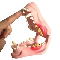 LXX Canine Dog Jaw Anatomical Model Anatomy Veterinary Animal Skeleton Decomposition Specimen Professional Dental Medical Teaching Aid
