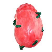 LXX Lymph Node Model, Human Anatomy Science Models -Advanced Painting Anatomy Medical Model for Science Study Display,Medical School Student Trainning Aid-Biology Laboratory Equipment