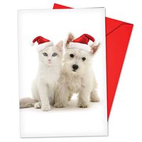 3dRose Lilac Breasted Roller, bird, Tanzania Africa - NA02 DNO0171 - David Northcott - Greeting Cards, 6 x 6 inches, set of 6 (gc_83834_1)