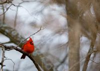 Cardinal in Winter Note Cards - 10 Cards and Envelopes