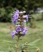 Chaste Tree Berry, Whole - Wildcrafted - Vitex agnus castus (454g = One Pound) Brand: Herbies Herbs