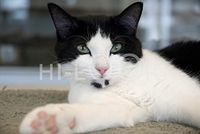 Hi-Look Microfiber Cleaning Cloth - papaya