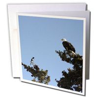 3dRose Magpie and Bald Eagle Having a Staring Contest - Greeting Cards, 6 x 6 inches, set of 6 (gc_57790_1)