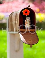 Hi-Look Microfiber Cleaning Cloth - Mailbox Chipmunk