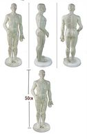 Doc Royal Acupuncture Model Male 50cm/Female48cm
