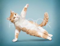 Hi-Look Microfiber Cleaning Cloth - Maude