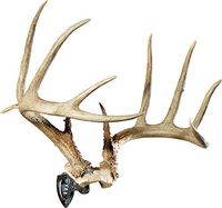 Skull Hooker XXL Bone Bracket European Trophy Mount - Perfect Kit for Hanging and Mounting Taxidermy Elk, Moose and other large Skulls for Display