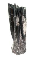 Orthoceras Fossil Standing Polished Display Piece ORTHS07