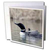 3dRose British Columbia. Common Loon with chick-CN02 CSL0062 - Charles Sleicher - Greeting Cards, 6 x 6 inches, set of 12 (gc_70368_2)