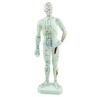 Acupuncture Model of Human Body *TOP Quality* Fiber Glass with Meridian Points (33)