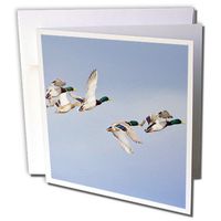 Mallard ducks in flight, Whitefish Montana - Chuck Haney - Greeting Cards, 6 x 6 inches, set of 6 (gc_91752_1)