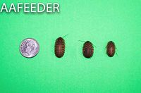 Dubia Roaches 50 Medium 3/8" to 3/4"