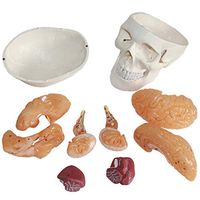 LXX Scientific Human Anatomy - Life Size Skull Model Human Adult Brain Anatomical Model Medical Organ Teaching Model, 8 Part