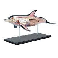 LXX Dolphin Anatomical Model - 4D Vision Animal Anatomical Model Simulation Dolphin Model - Detachable 18 Parts Dolphin Organ Anatomy Medical Teaching Model - for Study Display Teaching