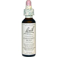 Chestnut bud 20 ML