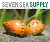 SevenSeaSupply 6 Nerite Snails Combo Pack - 3 Tiger Nerite Snails, 3 Zebra Nerite Snails - Live Snails
