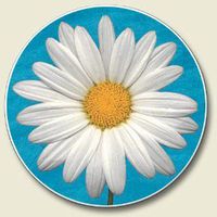 Highland Graphics White Daisy Auto Coaster - absorbant stone Coaster for Your Car cup holder,Blue, White