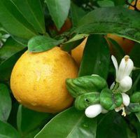Neroli 100% Pure Essential Oil 5ml