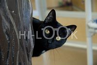 Hi-Look Microfiber Cleaning Cloth - muffin