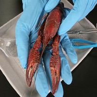 Perfect Solution Preserved Crayfish-Plain, 10/Pail, 3-4"