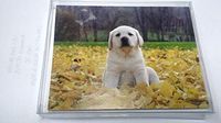 FALL White Lab Notecards 8 ct