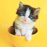 Hi-Look Microfiber Cleaning Cloth, cat design - Kitten in a cup