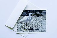 Bird Note Cards Original Elegant Photographic Textured White Blank 4.25"x 5.50" Boxed Set 8 W/Matching Envelopes In Plastic Jacket Thank You Invitations Birthdays Greetings Just Because