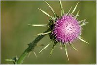 Blessed Milk Thistle 125 Seed