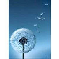 5D Diamond Painting for Adults BXzhiri Full Drill Cross Stitch Tools Accessory Containers for DIY Art Craft