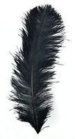 Touch of Nature 38511 Ostrich Plume Feather, 22-Inch, Black
