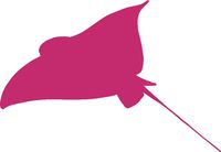 hBARSCI Stingray Vinyl Decal - 5 Inches - for Cars, Trucks, Windows, Laptops, Tablets, Outdoor-Grade 2.5mil Thick Vinyl - Pink