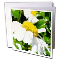3dRose Daisy Inspiration - Greeting Cards, 6 x 6 inches, set of 6 (gc_23683_1)
