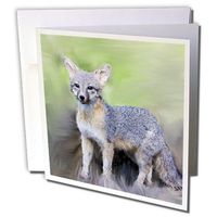 3dRose Gray Fox - Greeting Cards, 6 x 6 inches, set of 12 (gc_4657_2)