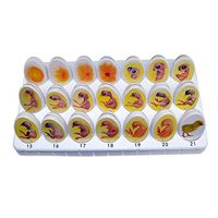 LXX Chick Embryo Growth Model - Medical Anatomical Chick Embry Model - Egg Hatching Development Process Biological Teaching Model - for Study Display Teaching Medical Model