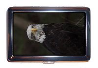 Cigarettes Case Raptor Bird Of Prey Bird Bill (Cigarettes box)