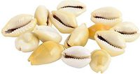 IndianStore4All 3 To 4 cm Approx Laxmi (Lakshmi) Yellow Kaudi Shell Set of 21