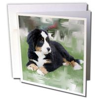 3dRose Bernese Mountain Dog - Greeting Cards, 6 x 6 inches, set of 12 (gc_4038_2)