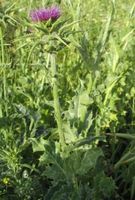 Milk Thistle Herbal Capsules