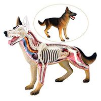 LXX Dog Model - Anatomical Wolf Dog Anatomy Simulation Animal Biology Detachable Organ Puzzle Assembling Toy Medical Teaching Model