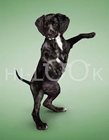 Hi-Look Microfiber Cleaning Cloth - Hoover