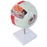 LXX Human Eye Anatomical Model - Human Giant Eye Model - 4D Vision Human Eye Anatomy Model Eyeball Anatomical Model - for Medical Educational Training Aid, Lab Supplies