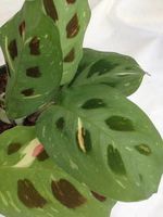 1 Red and 1 Green Prayer Plant - Maranta - Easy to grow - 4" Pot/unique-from Jmbamboo