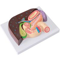 LXX Human Organ Anatomy Model - Gastric Section Model Liver Anatomy Hepatopancreatic Duodenum Model,PVC Material Gallbladder Pancreas Digestive Systerm