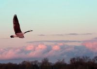 "Soar Above" Note Card Set - 10 Cards and Envelopes