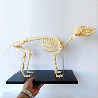 LXX Canine Dog Skeleton Anatomical Model - Animal Anatomical Model Dog Skeleton Anatomy - for Veterinary Teaching Demonstration Tool Human Biology Teaching