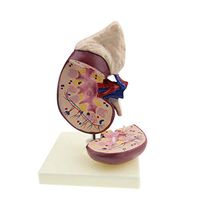 LXX Kidney Anatomical Model - Human Kidney Model - Detachable Human Organ Parts Kidney Anatomy - for Study Display Teaching Medical Model,Lab Supplies