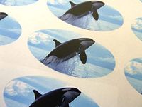 Minilabel Pack Of 30 Killer Whale, 51X25mm Oval Seal Labels, Stickers For Craft, Decoration, Gift Wrapping, Presents, Envelopes, Bags Or Cards